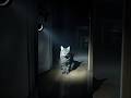 The Mystery of Why Cats Stare at Empty Spaces | Strange Cat Behavior Explained #viral #shortsfeed