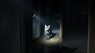 The Mystery of Why Cats Stare at Empty Spaces | Strange Cat Behavior Explained #viral #shortsfeed