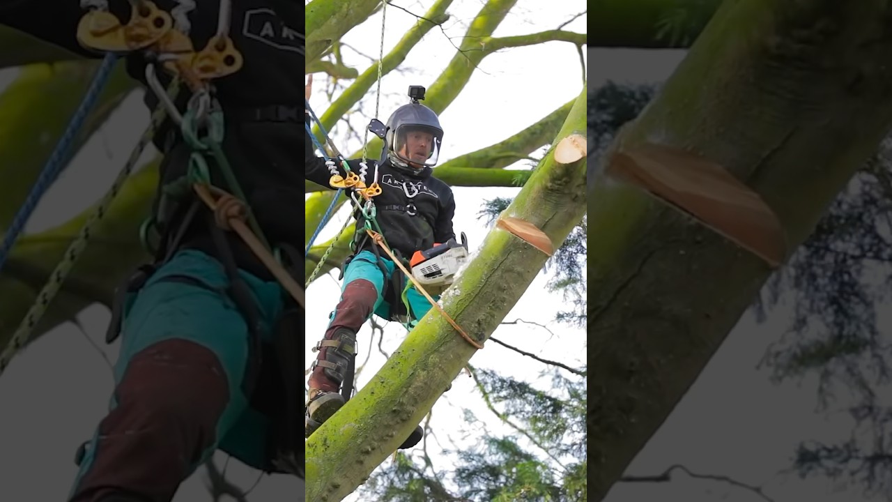 Rigging the longest branch. #rigging #arborist #treework #chainsaw #arbortec