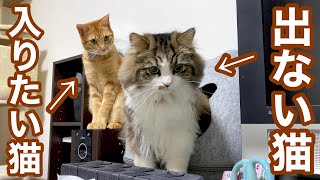 絶対にハウスから出ない猫絶対にハウスに入りたい子猫