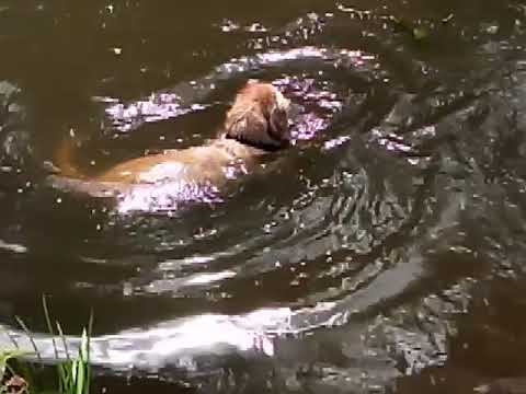 Video: Canine Cleaning: Doggie Mops To The Rescue!