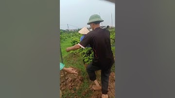 Cách trộn đất trồng tùng kim cương giúp cây khoẻ lá bóng