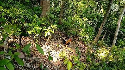 ต่อไก่ป่า Cuab qaib qus mag zoo thiab zoo saib heev 12/3/2021