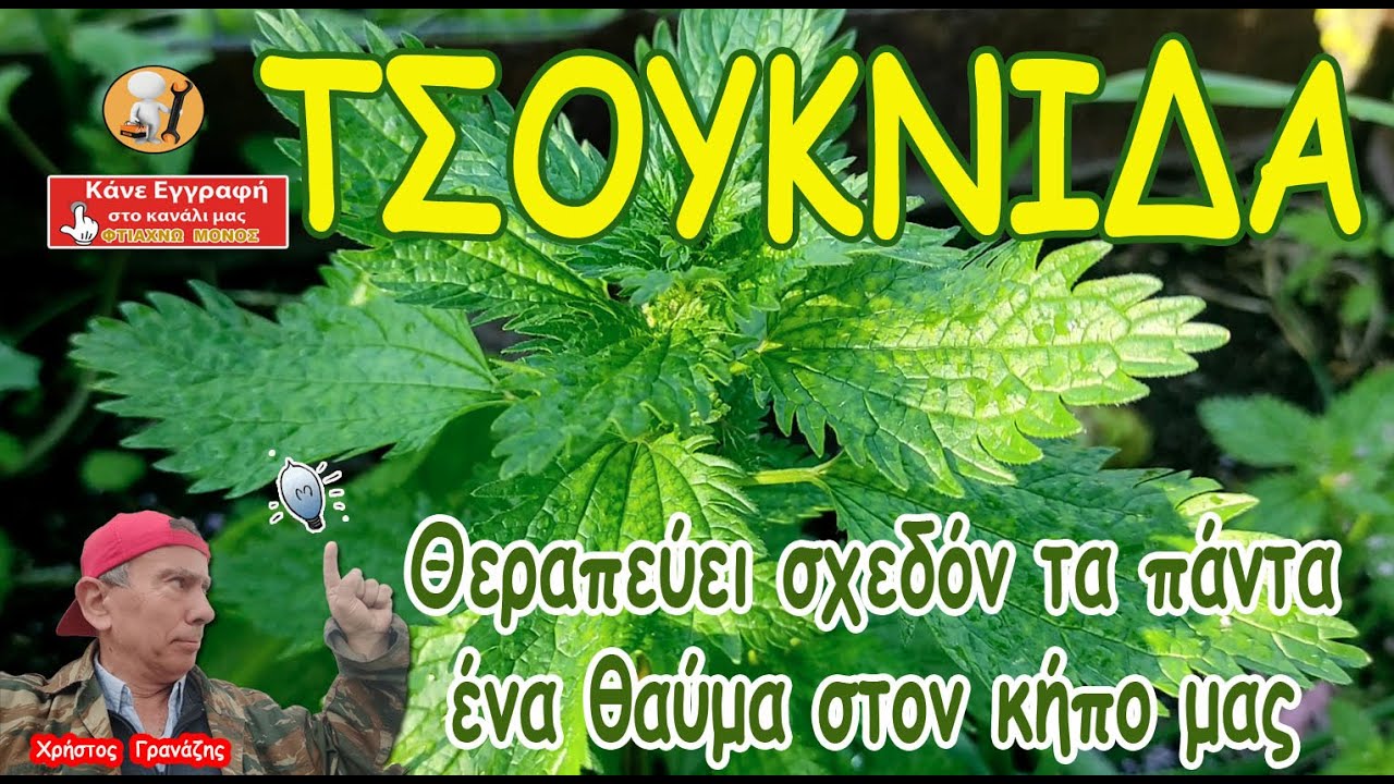 ΤΣΟΥΚΝΙΔΑ: ένα θαύμα στον κήπο μας που θεραπεύει σχεδόν τα πάντα !