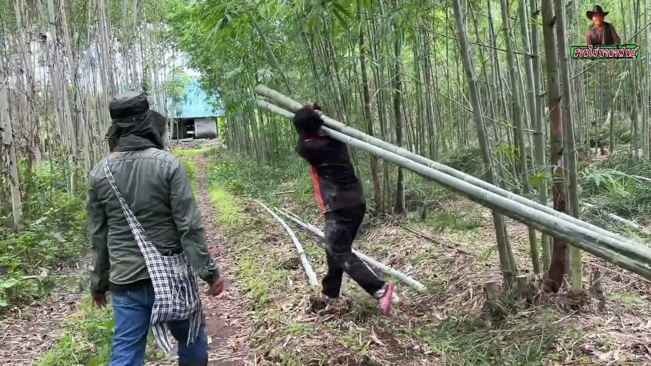 ไผ่ซางหม่น…ปลูกแล้ว…มีตลาด…มั่นใจไหม??