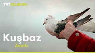 Analiz Kuşbaz Trt Belgesel