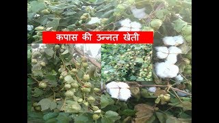 उन्नत कपास कैसे उगाये?, Cotton Cultivation ?