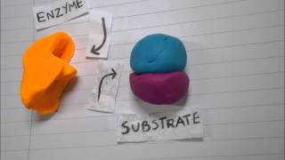 Enzyme Basics Stop Motion HD