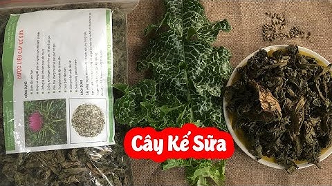 Cây Kế Sữa Có Tác Dụng Điều Trị Viêm Gan B, Viêm Gan C Hiệu Quả