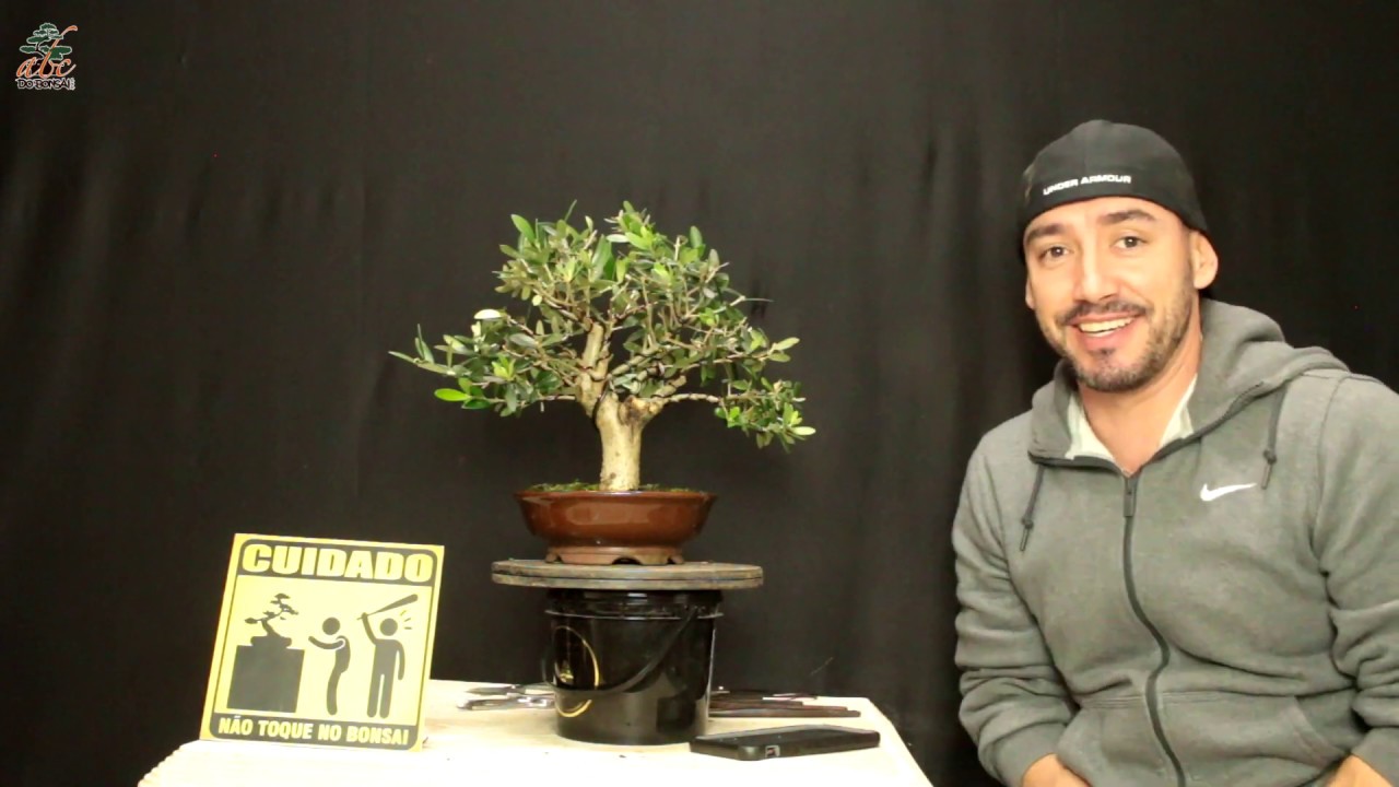 BONSAI DE OLIVEIRA - AULA COMPLETA - ATUALIZAO JULHO 2020