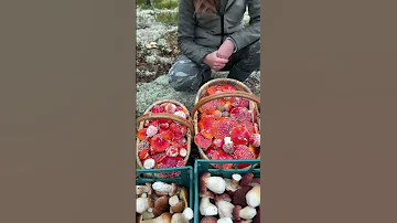 ☠️ ВОТ ЧТО БУДЕТ, ЕСЛИ СЪСТЬ МУХОМОРЫ! 🍄 СМОТРЕТЬ ДО КОНЦА!