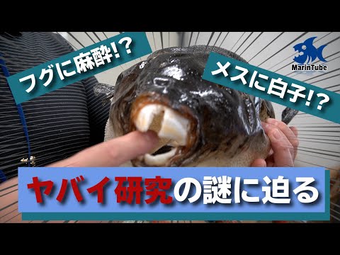 （後編）海の不思議がいっぱい！海と魚の最先端研究施設に突撃取材！【海洋研究取材#1】