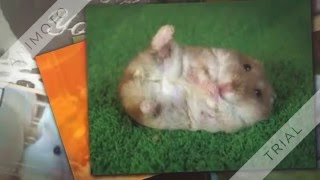 Cute Hamster Photo Shoot! Cute Hamster Photo Shoot!