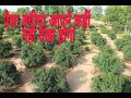 Organic Anar ki kheti || जैविक अनार की खेती #plant nursery#7737029292 shekhawatikirshifarm