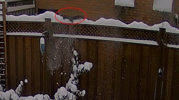 Reolink Captures: Squirrel in the Snow