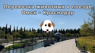 ПЕРЕВОЗКА ЖИВОТНЫХ В ПОЕЗДЕ | СКОЛЬКО СТОИТ БИЛЕТ НА СОБАКУ | САМЫЙ ВЫГОДНЫЙ ВАРИАНТ ПЕРЕВОЗКИ