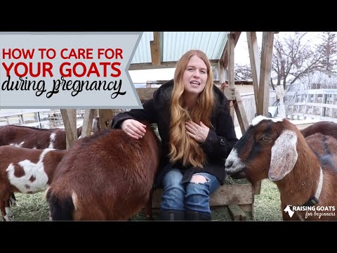 Видео: Ямааны жирэмслэлт: тодорхойлолт, явц, хугацаа, арчилгааны онцлог, хурга гаргахад туслах