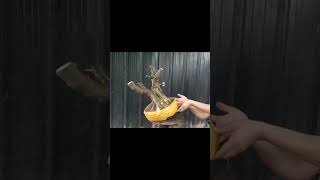 Mct da đen #caycanh #maichieuthuy #bonsai https://www.facebook.com/profile.php?id=61557009191897