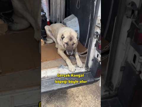 Gerçek Kangal Böyle Olur