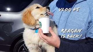 Cutest Golden Retriever Puppy | Golden Retriever VLOG