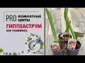 Гиппеаструм - луковичное растение для дома с цветами колокольчиками. Как подружиться? Легко!