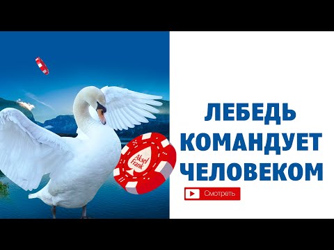 Белый лебедь командует человеком.