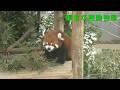【桐生が岡動物園】レッサーパンダの桃桃(260508)