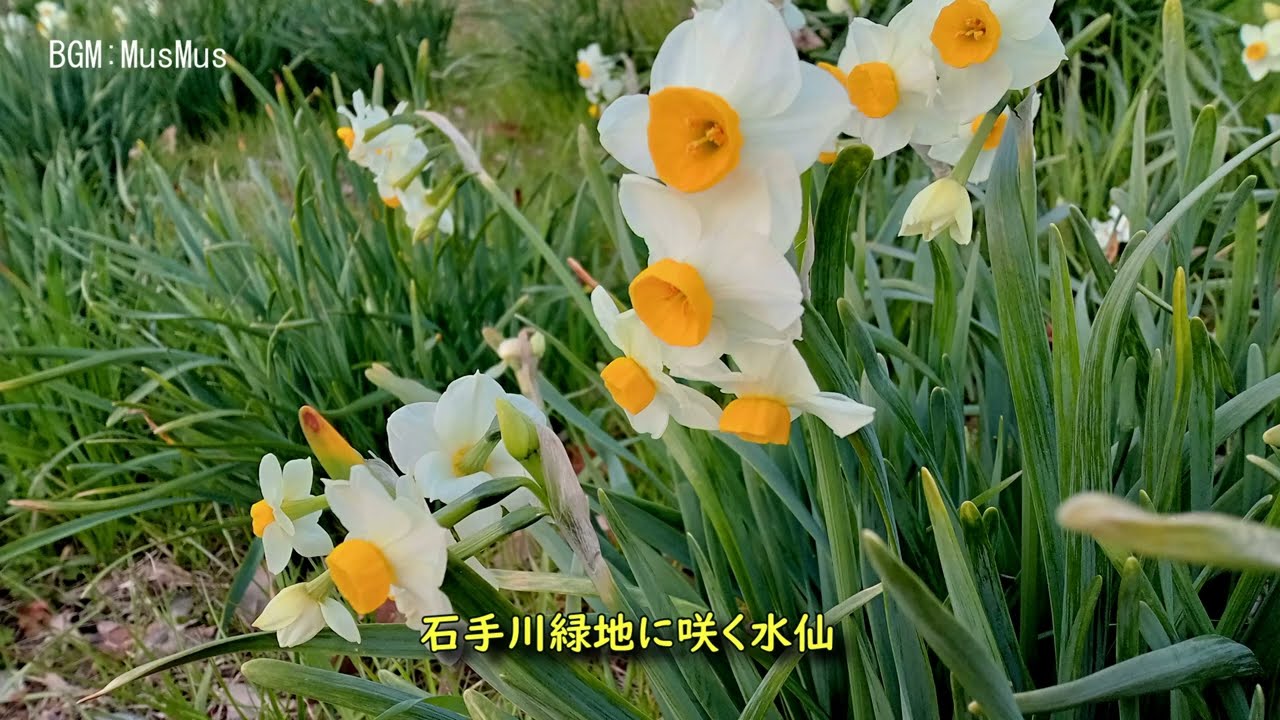 石手川緑地の水仙　2022.2.6　San　