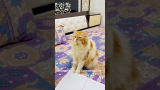 Bilu G Aur