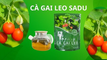 Công Dụng Trà Cà Gai Leo SADU – Bảo Vệ Gan, Tăng Đề Kháng, Ngủ Ngon Hơn