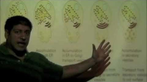 Yeast secretory mutations