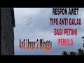 Tips Rbw Lintasan Dan Suara Panggil Tetap Respon Mp3 - Mp4 Download