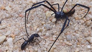 FEARLESS BULLET ANT VS. LION SPIDER  [निडर बुलेट चींटी बनाम। शेर मकड़ी]