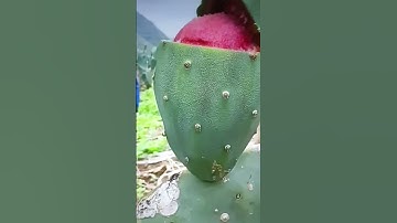 Thumbnail of Cactus Fruit is very Sweet #satisfying #fruit #shorts