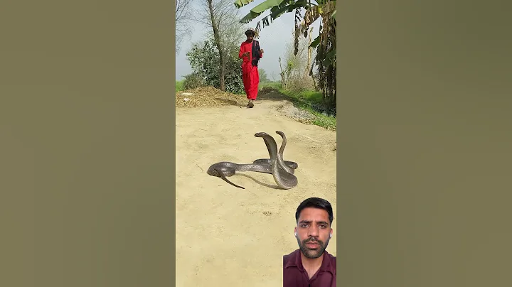 Dangerous Snakes😮 #shorts #snakes