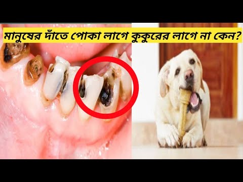 ভিডিও: কুকুরের পর্যায়কালীন রোগ: কুকুরের মাড়ির রোগের চিকিত্সা কীভাবে করা যায়