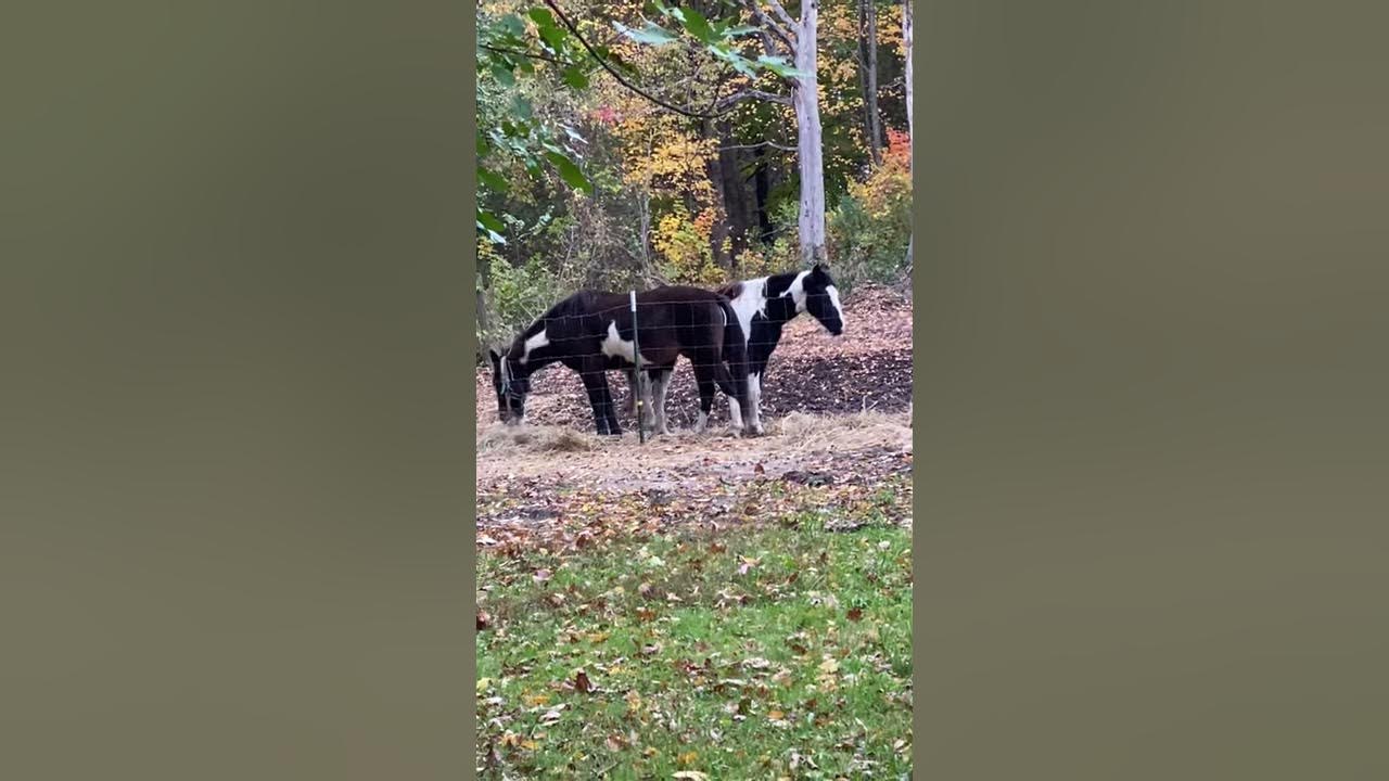 Two headed horse YouTube