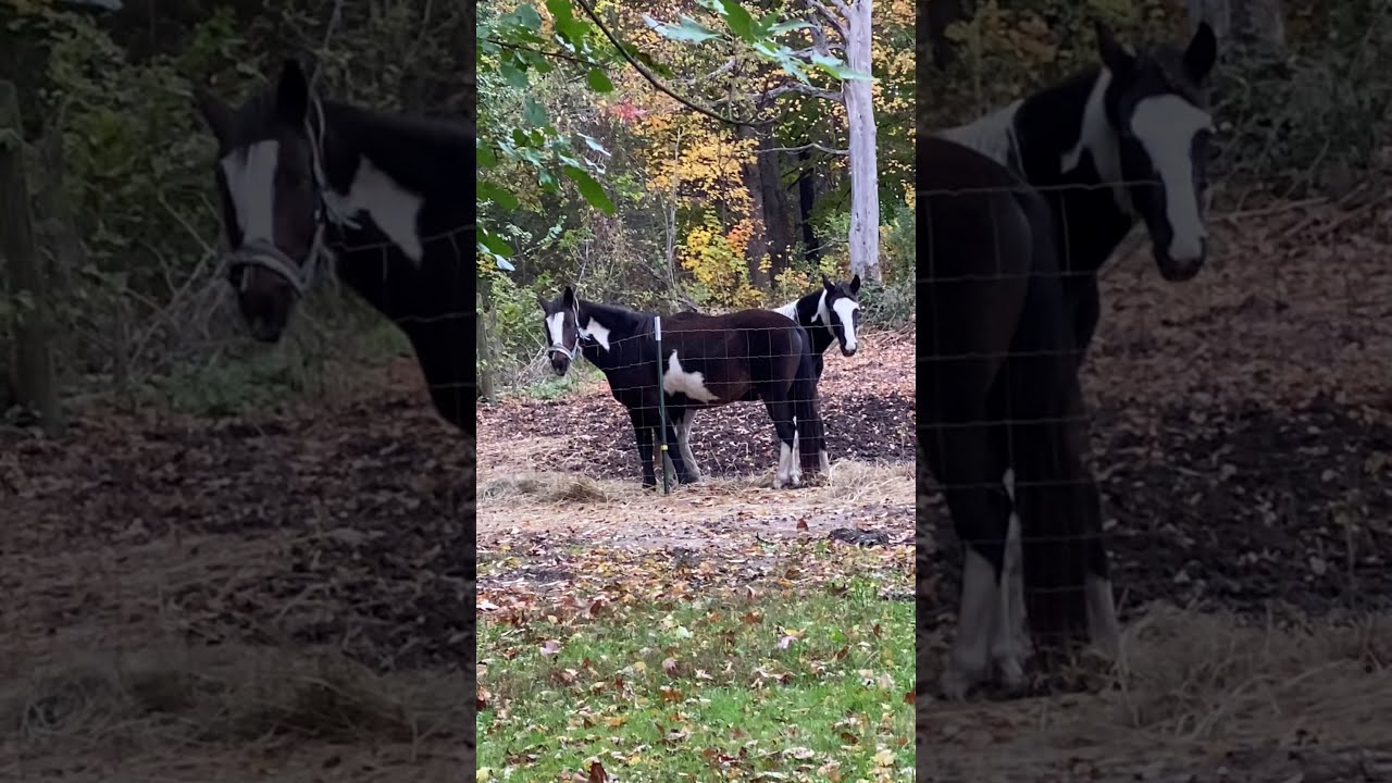 Two headed horse YouTube