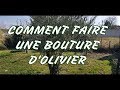 COMMENT FAIRE UNE BOUTURE D'OLIVIER
