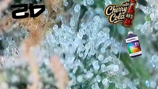🍒🥤Fast Buds Cherry Cola RF3 🍒🥤Week 12 / Day 78-84