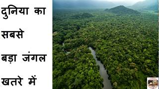 Amazon Rainforest in danger. Amazon jungle in Brazil in danger.