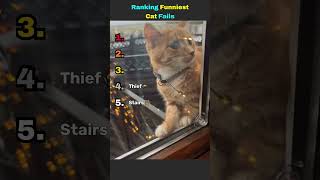 Ranking the Funniest Cat Fails 😂🐱