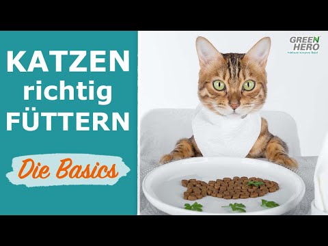 Eine Katze artgerecht