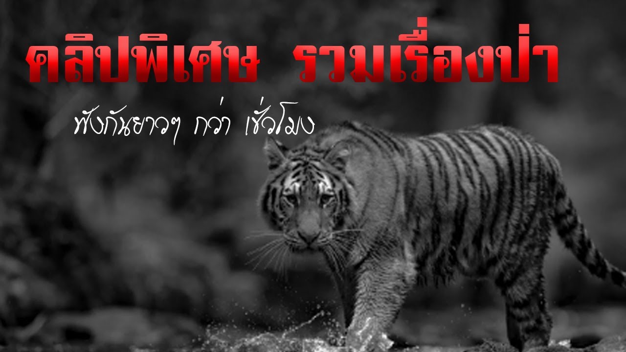 #คลิปพิเศษ รวมเรื่องป่า ฟังกันยาวๆ กว่า 1 ชั่วโมง