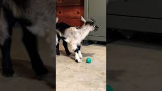 Goats can Play Ball | Cute Baby Goat Kids. #goat #farm #animallover #youtubeshorts