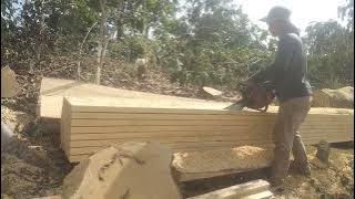 Super‼️kayu Medang kuning