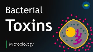 Bacterial Toxin | Exotoxin | Endotoxin | Microbiology | Basic Science Series