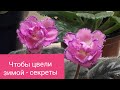 Фиалки будут цвести всю зиму!!! Мои секреты)🌺🌺🌺🌺🌺