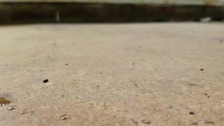 Frog Shits Himself While Leaping Slow-Mo