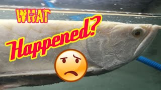 What happened? Curing my Albino Arowana